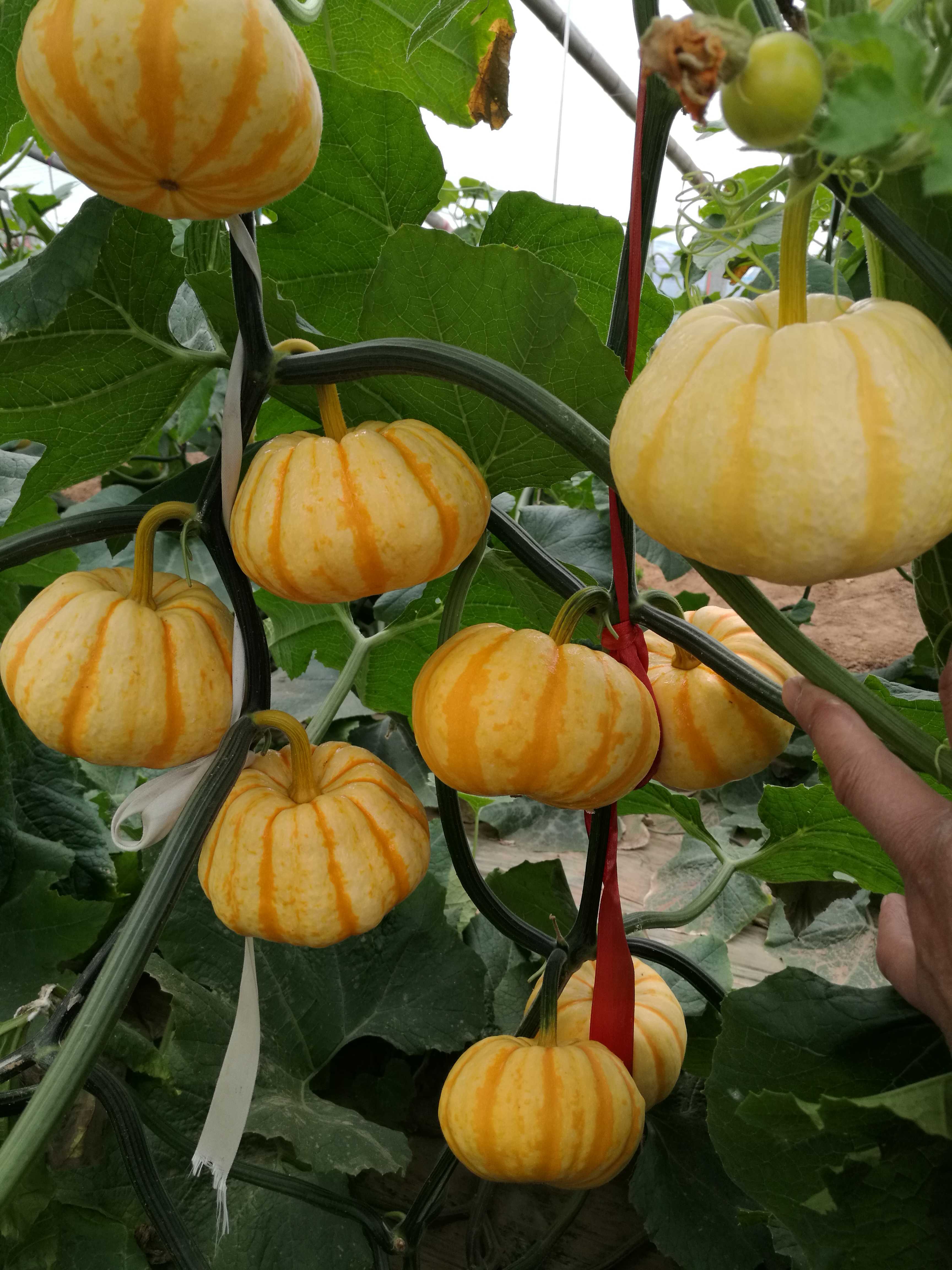 黃貝貝迷你南瓜種子金桔南瓜