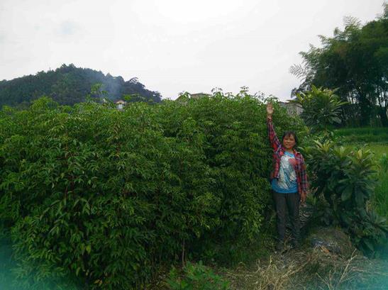 邵武*椿苗的作用及用途 野鴉椿