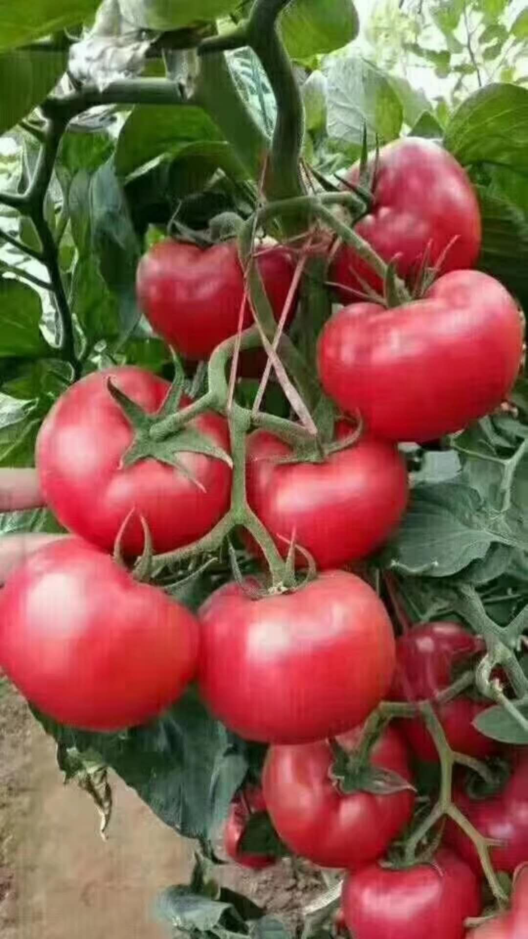 抗TY番茄種子 抗TY番茄種子 粉果番茄種子 抗TY番茄種子 粉果番茄種子