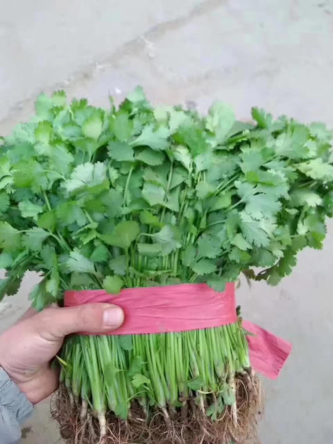 香菜種子香格里拉香菜