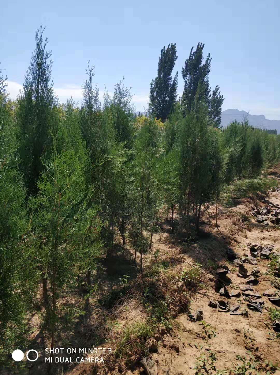 山東側(cè)柏苗種植基地，優(yōu)質(zhì)側(cè)柏苗 *批發(fā)