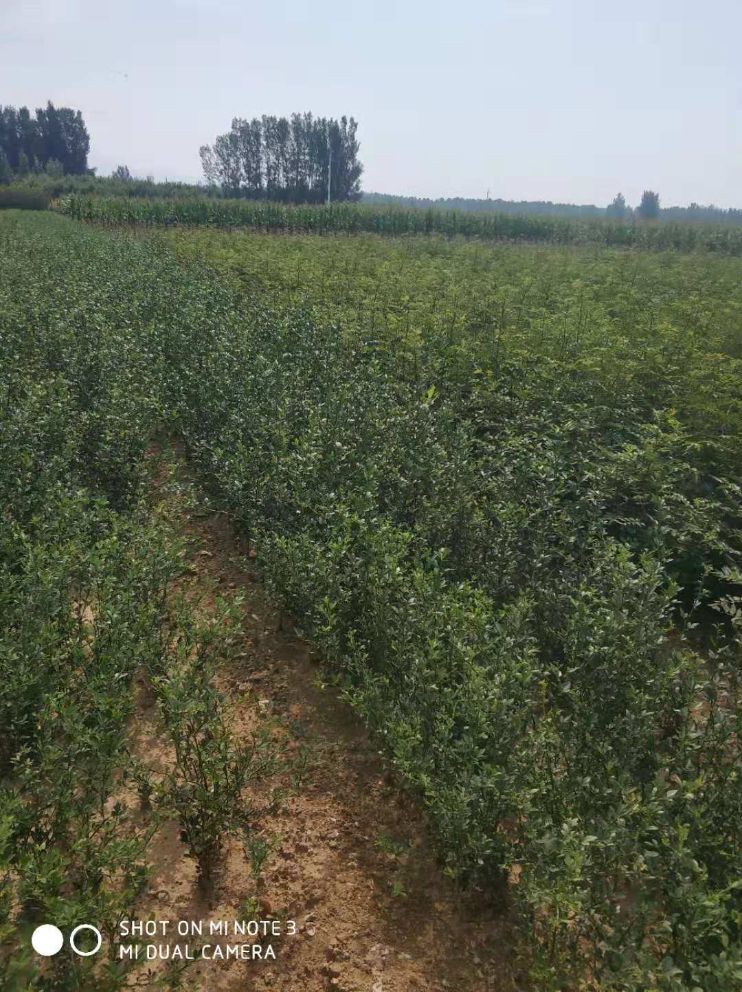 山東枸桔批發(fā)商 枸桔苗基地 枸桔苗苗圃