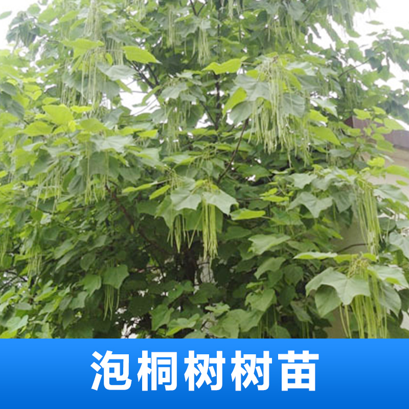 泡桐樹苗-批發(fā)-價格-廠家直銷 品質(zhì)保障