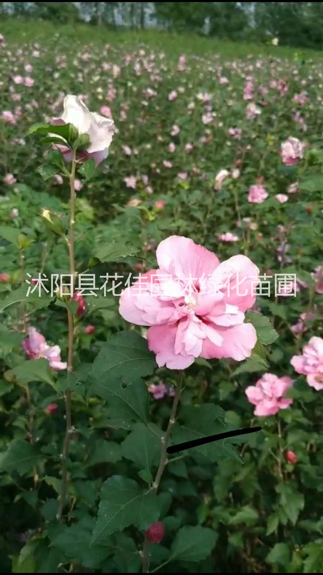 沐陽(yáng)造型女貞供應(yīng)商，造型女貞報(bào)價(jià)，造型女貞批發(fā)