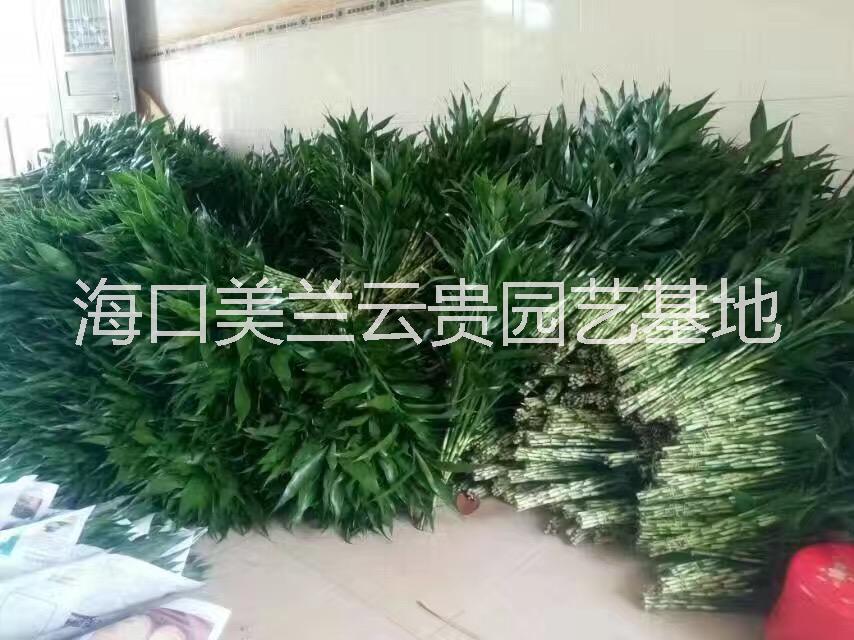 富貴竹  富貴竹廠家   富貴竹種植基地  廠家直銷富貴竹  富貴竹批發(fā)那里優(yōu)惠