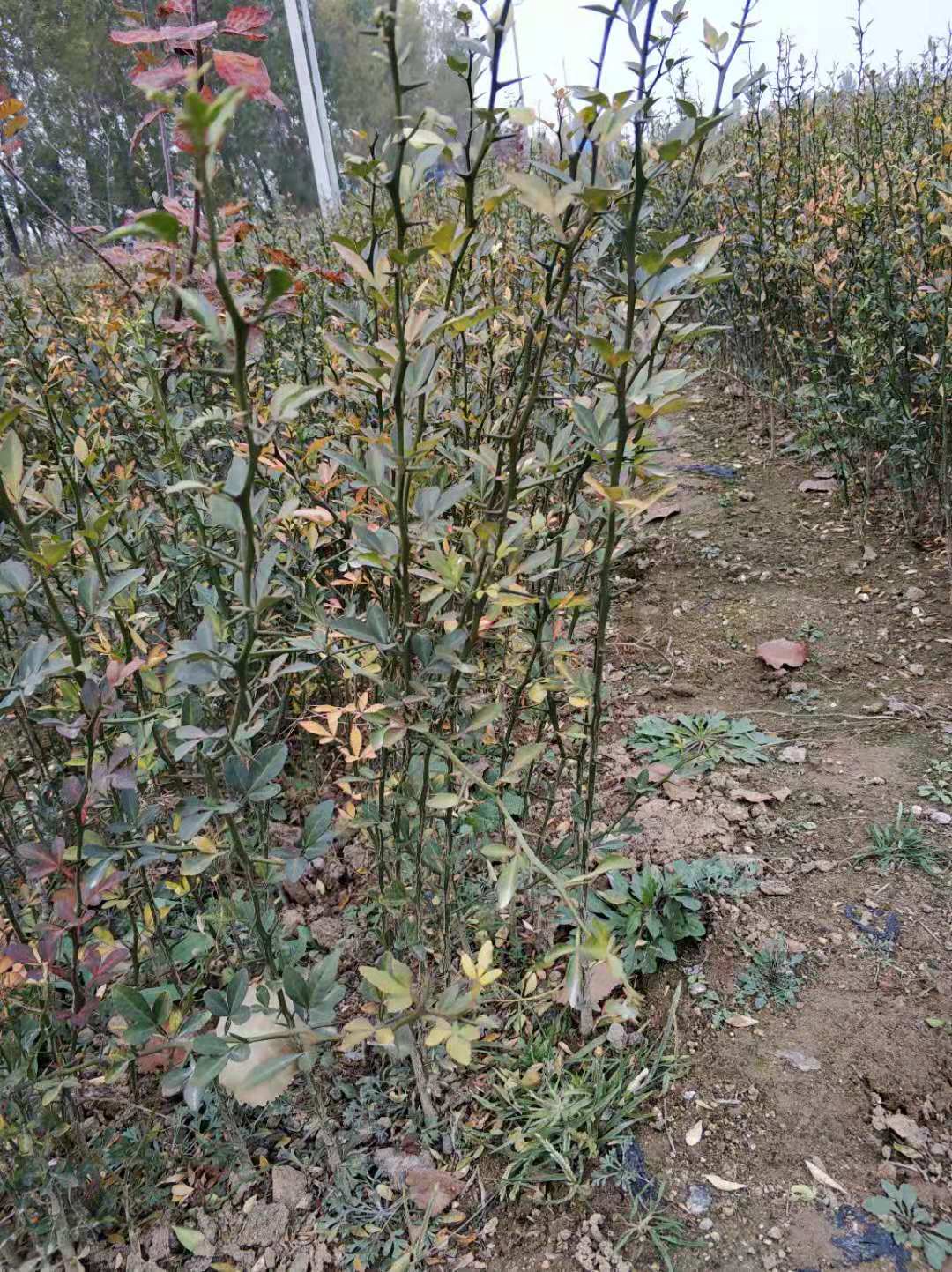 山東枸桔批發(fā)商 枸桔苗基地 枸桔苗苗圃