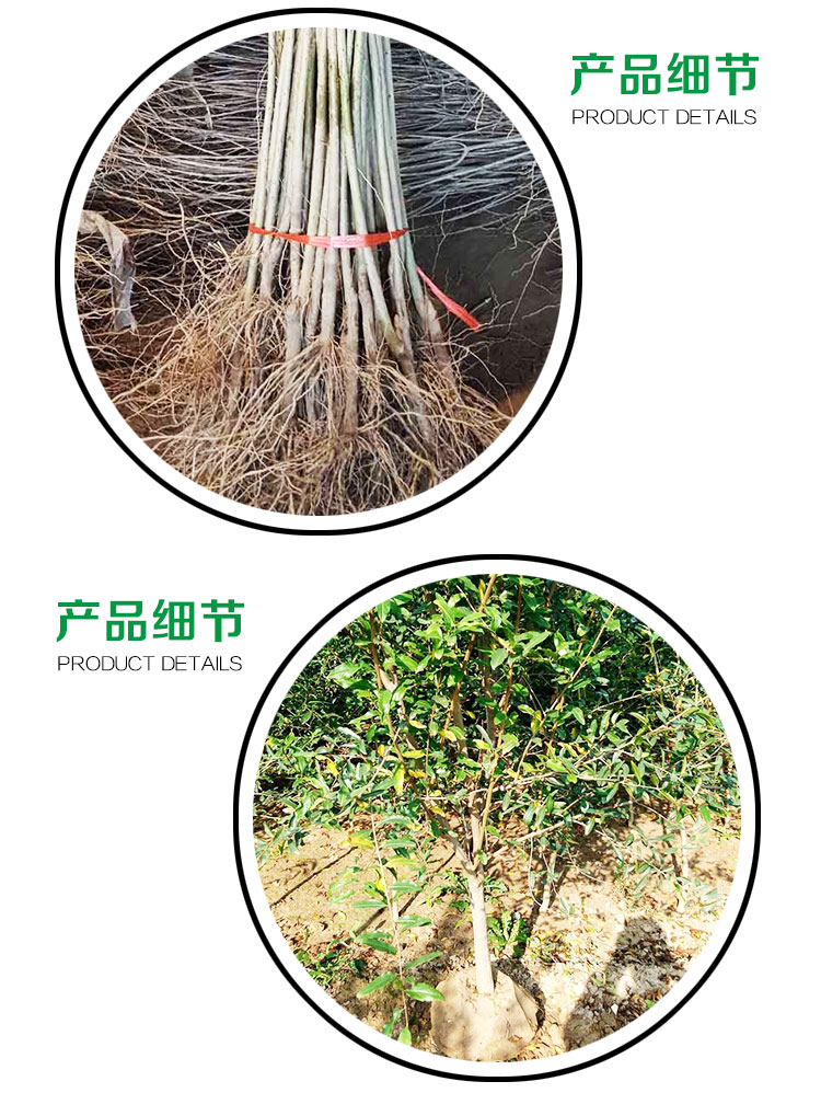 軟籽石榴樹(shù)苗-廠家供應(yīng)商 批發(fā)