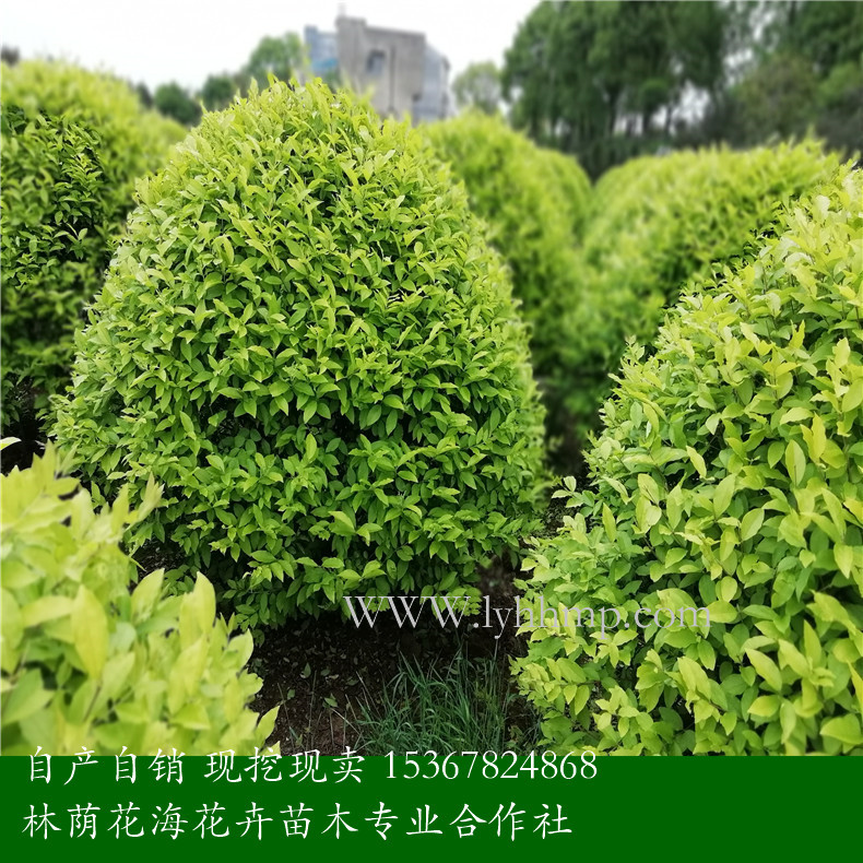 *批發(fā)金冠女貞 湖南*供應(yīng)金冠女貞 金冠女貞供應(yīng)商電話 金冠女貞基地直銷電話 湖南金冠女貞