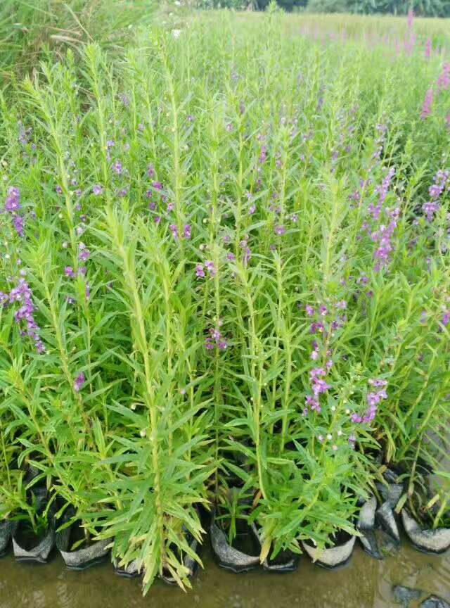 湖南小天使基地直銷｜湖南水生植物基地｜湖南哪里賣水生植物｜湖南水生植物供應(yīng)商|湖南水生植物銷售｜湖南水生植物基地直銷