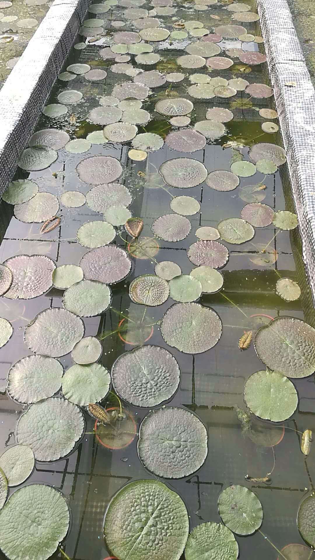 廣西王蓮批發(fā)價(jià)、一株多少錢、大量供應(yīng)【梧州市群鋒水生植物有限公司】