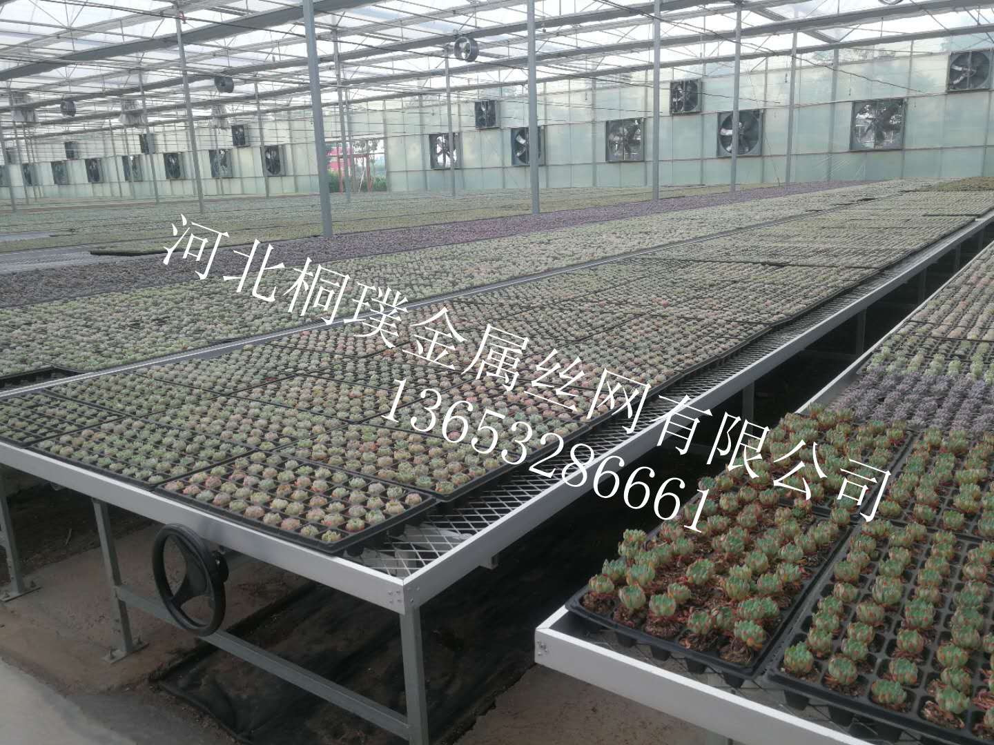 塑料苗床，塑料苗床價(jià)格，塑料苗床廠(chǎng)家，塑料苗床供應(yīng)商，衡水塑料苗床直銷(xiāo)