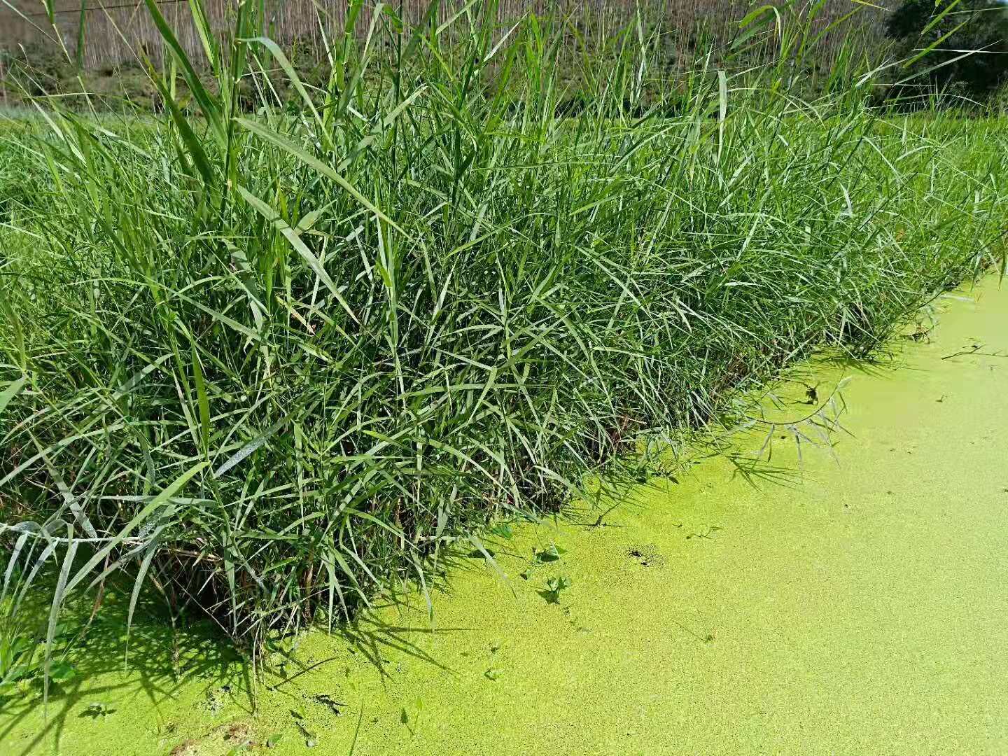 海南哪里賣水生植物-供應(yīng)海南水生植物凈化水質(zhì)