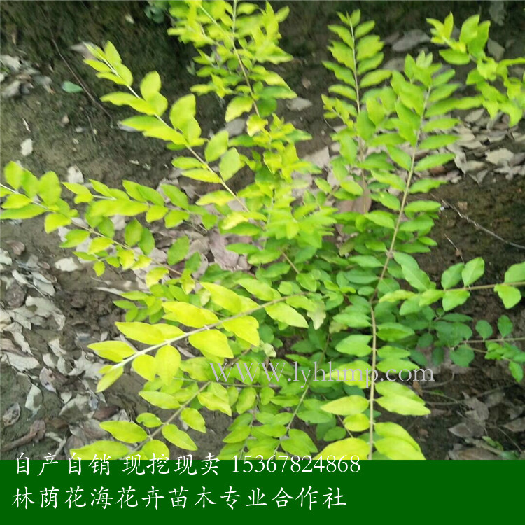 *批發(fā)金冠女貞 湖南*供應(yīng)金冠女貞 金冠女貞供應(yīng)商電話 金冠女貞基地直銷電話 湖南金冠女貞
