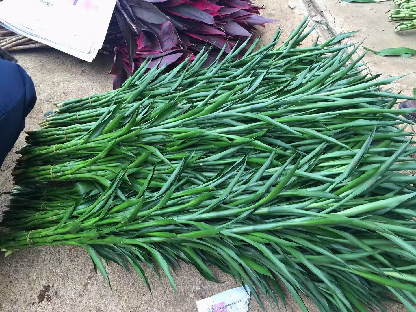 富貴竹  富貴竹廠家   富貴竹種植基地  廠家直銷富貴竹  富貴竹批發(fā)那里優(yōu)惠