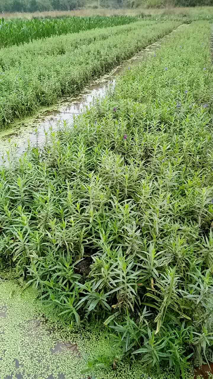 長(zhǎng)沙小天使基地直銷(xiāo)｜長(zhǎng)沙水生植物基地｜長(zhǎng)沙哪里賣(mài)水生植物｜長(zhǎng)沙水生植物供應(yīng)商|長(zhǎng)沙水生植物銷(xiāo)售｜長(zhǎng)沙水生植物基地直銷(xiāo)