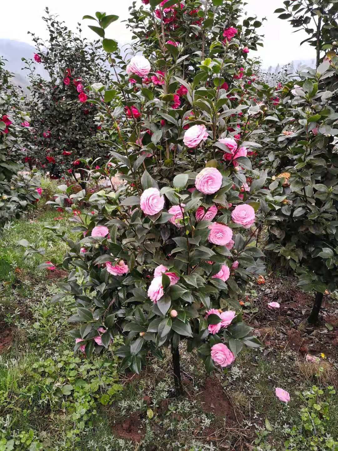 四川宜賓高縣十八學(xué)士茶花種植基地-四川宜賓高縣十八學(xué)士茶花批發(fā)價格