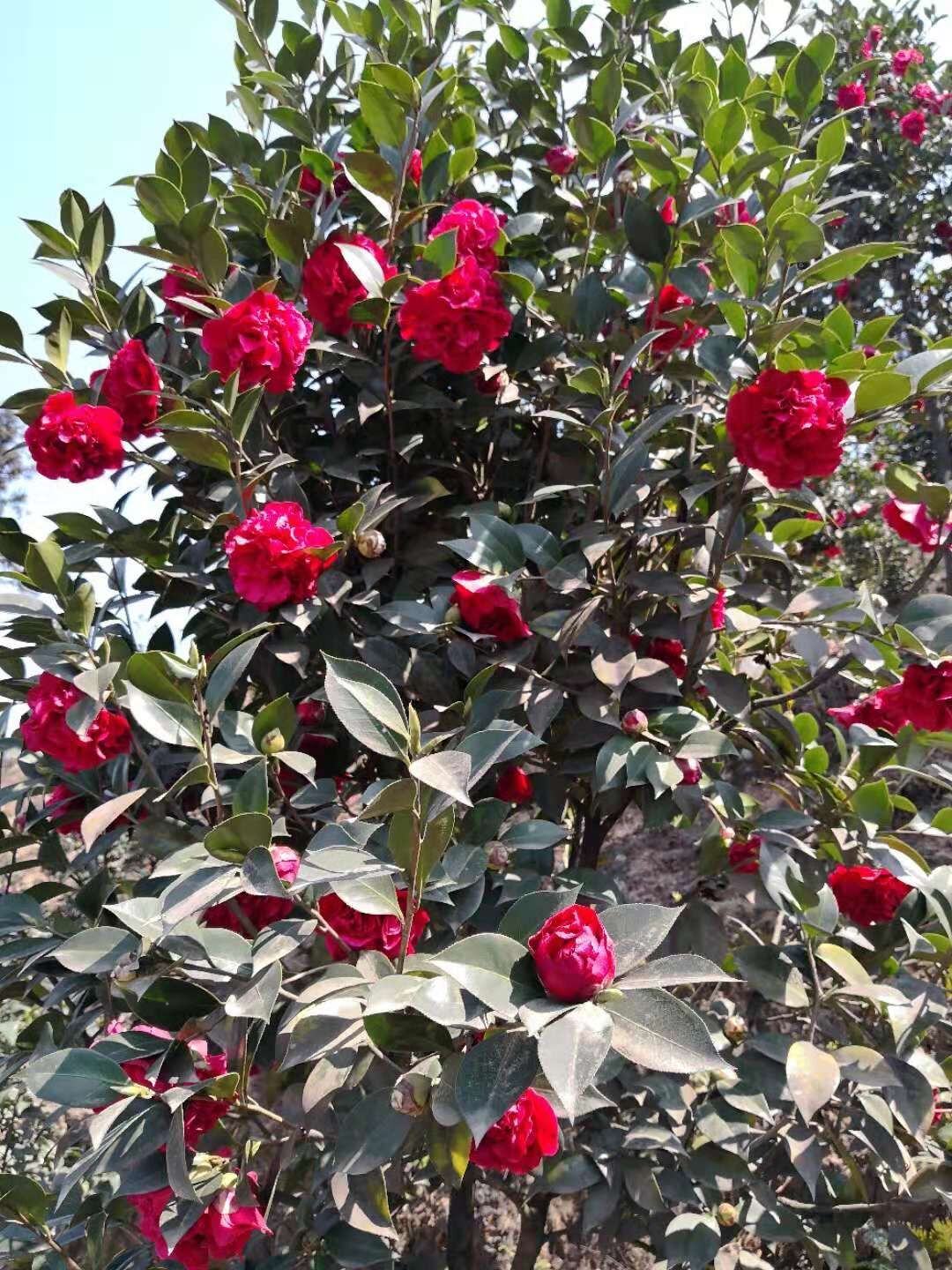 浙江嘉興茶花基地-浙江金華茶花批發(fā)-浙江衢州茶花價(jià)格