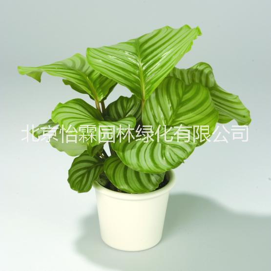 綠植租賃北京綠植租賃公司