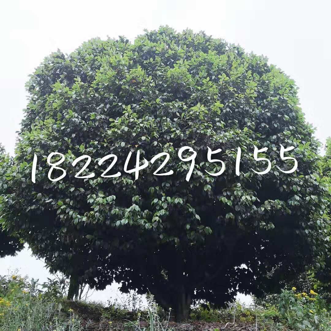 四川宜賓高縣紅牡丹茶花種植基地-四川宜賓高縣茶花批發(fā)價格