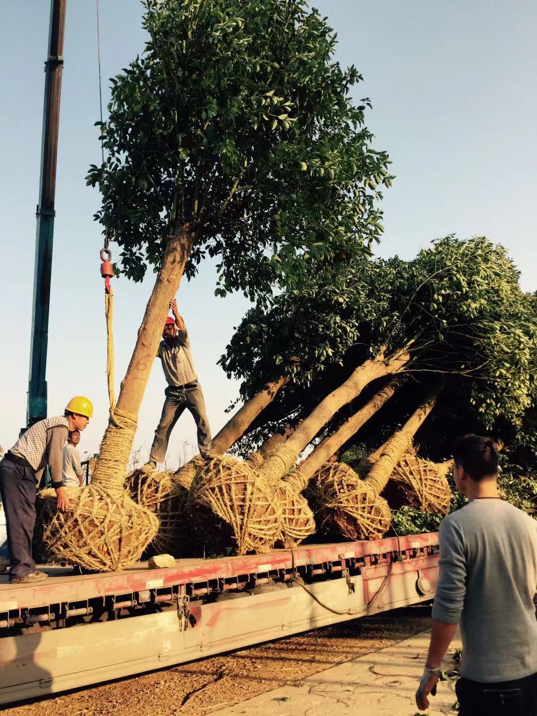 湖北香樟種植基地｜湖北香樟多少錢｜湖北香樟價(jià)格表｜湖北香樟苗木種植基地｜湖北香樟苗木報(bào)價(jià)