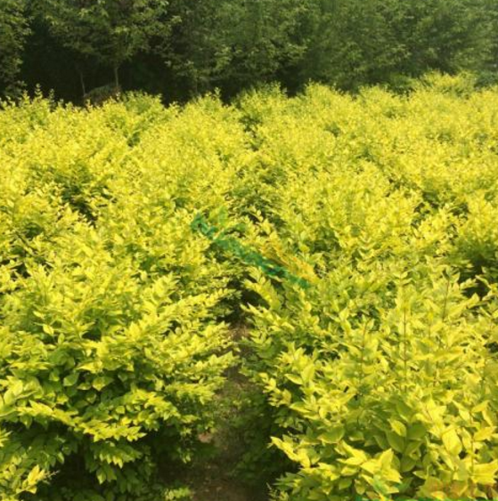 金葉女貞 金葉女貞報(bào)價(jià) 金葉女貞批發(fā) 金葉女貞供應(yīng)商 金葉女貞哪家好 金葉女貞電話