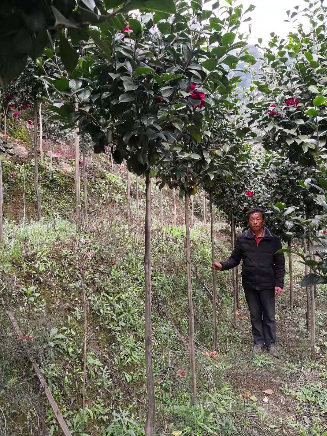 江西茶花種植基地-江西茶花批發(fā)-江西茶花價(jià)格