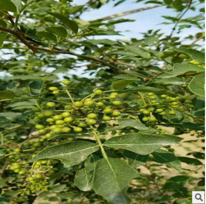 山東花椒苗價(jià)格 山東花椒苗聯(lián)系方式  九葉青花椒苗價(jià)格 花椒苗廠家直銷 花椒苗批發(fā)價(jià)格