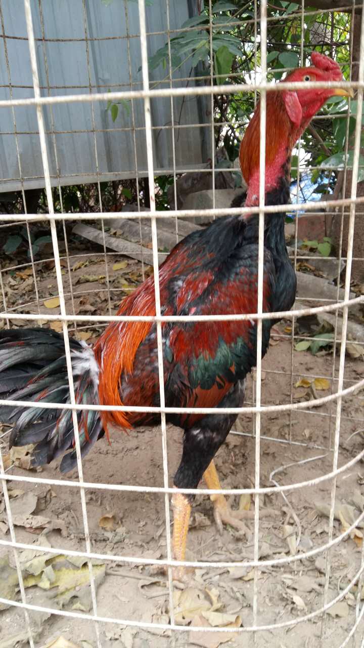 東濤雞 越南東濤雞