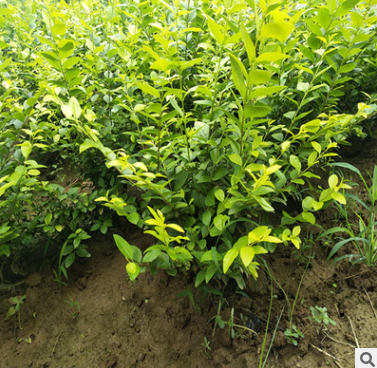 金禾女貞球基地  金禾女貞球基地長(zhǎng)期批發(fā)