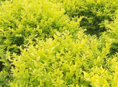 金葉女貞 金葉女貞報(bào)價(jià) 金葉女貞批發(fā) 金葉女貞供應(yīng)商 金葉女貞哪家好 金葉女貞電話