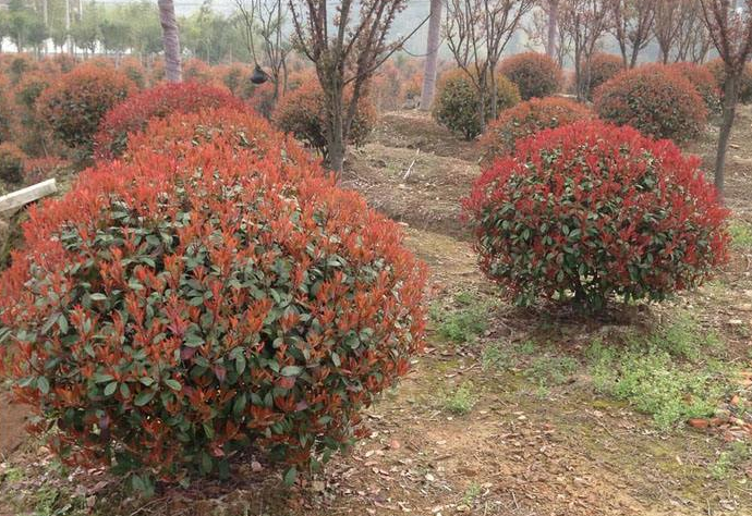 紅葉石楠球. 紅葉石楠球報(bào)價(jià) 紅葉石楠球批發(fā) 紅葉石楠球供應(yīng)商 紅葉石楠球哪家好 紅葉石楠球電話