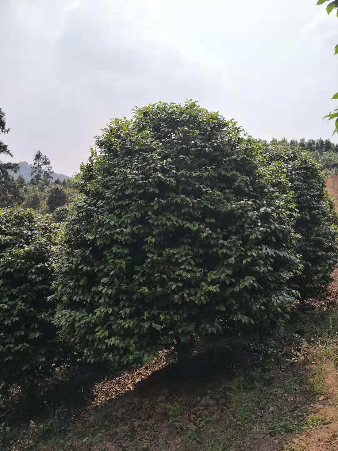 浙江茶花基地-浙江杭州茶花批發(fā)價格-浙江寧波茶花報價