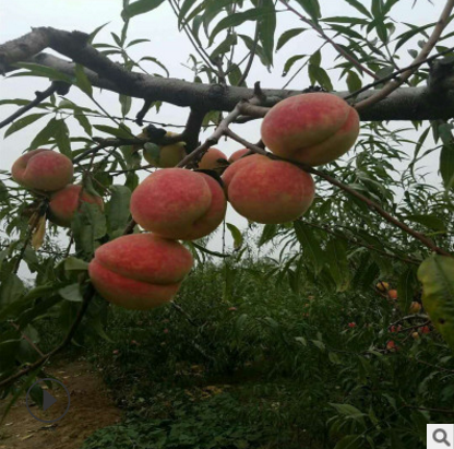 紅桃樹(shù)苗批發(fā) 山東紅桃樹(shù)苗電話 山東紅桃樹(shù)苗報(bào)價(jià) 山東紅桃樹(shù)苗供應(yīng)商 山東紅桃樹(shù)苗哪家好 紅桃樹(shù)苗價(jià)格