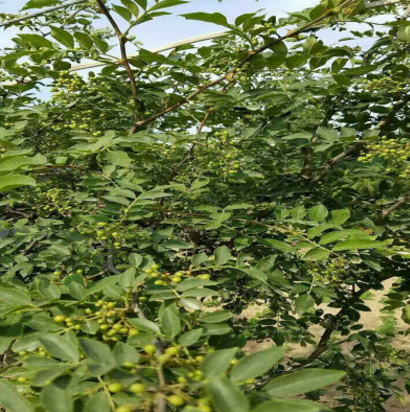 山東花椒苗價(jià)格 山東花椒苗聯(lián)系方式  九葉青花椒苗價(jià)格 花椒苗廠家直銷 花椒苗批發(fā)價(jià)格