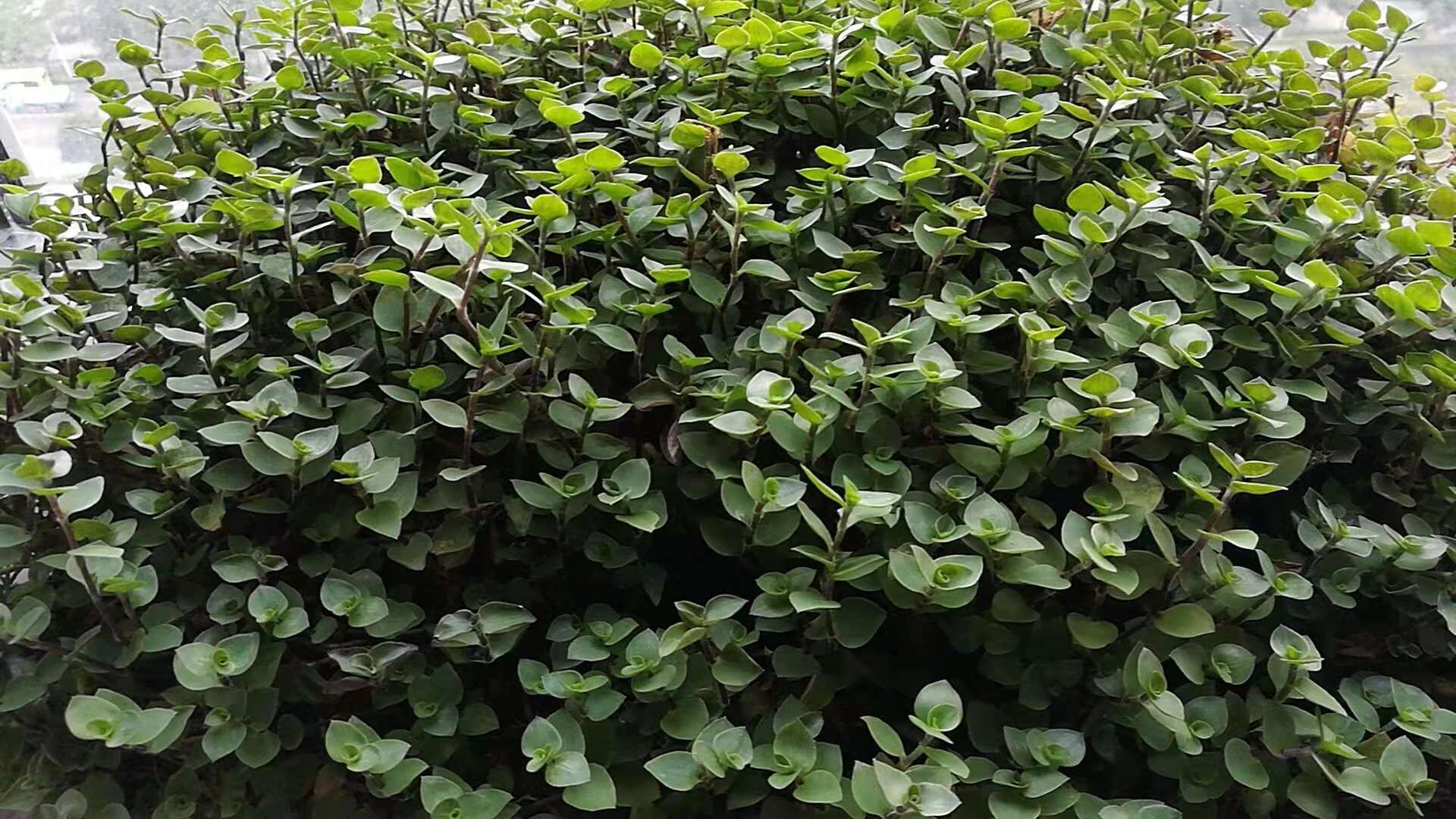 錦竹草坪洋竹草坪樓頂隔熱綠化植物對(duì)比