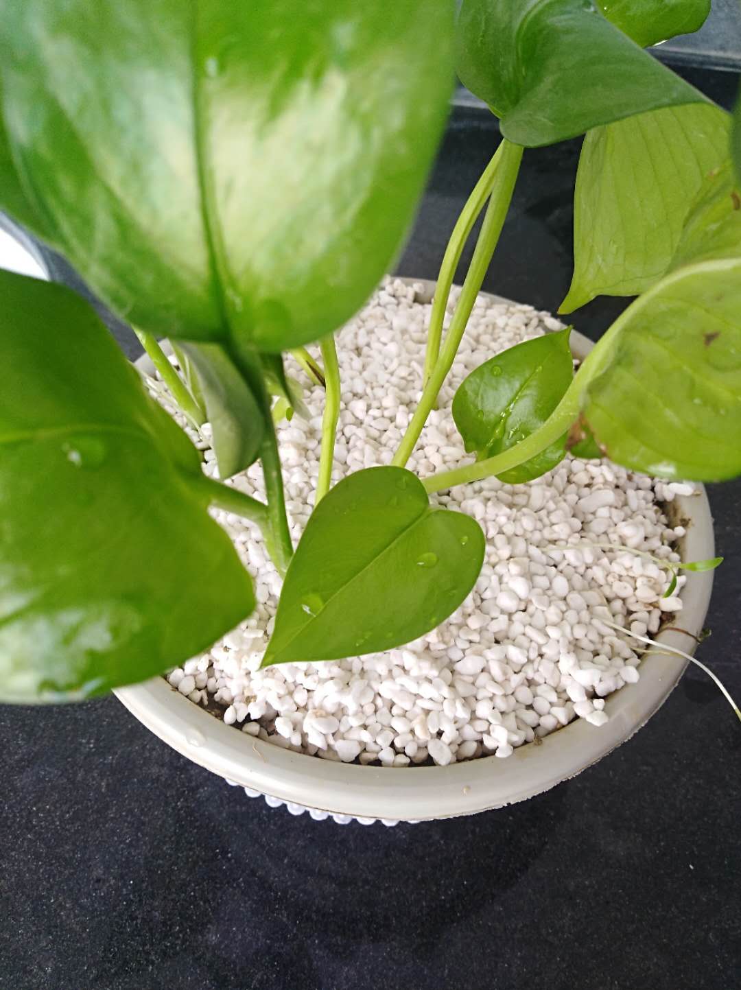 供應(yīng)園藝珍珠巖出口大顆粒膨脹珍珠巖