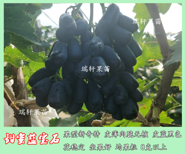3年生甜蜜藍(lán)寶石葡萄苗  成熟期介紹