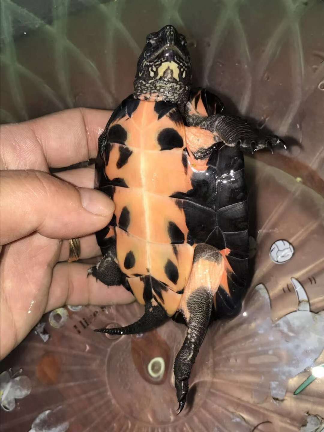 純種海南黑頸公龜 海南黑頸* 海南黑頸