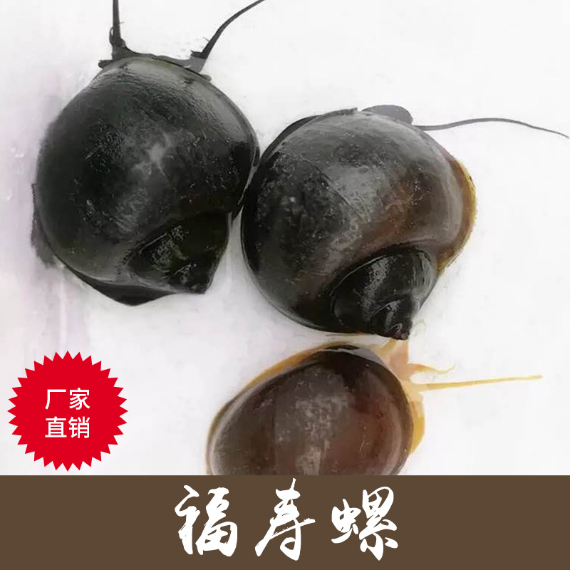 福壽螺田螺  重慶福壽螺