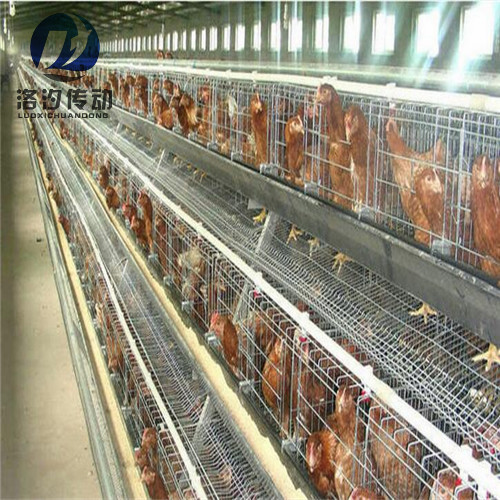 雞糞輸送帶