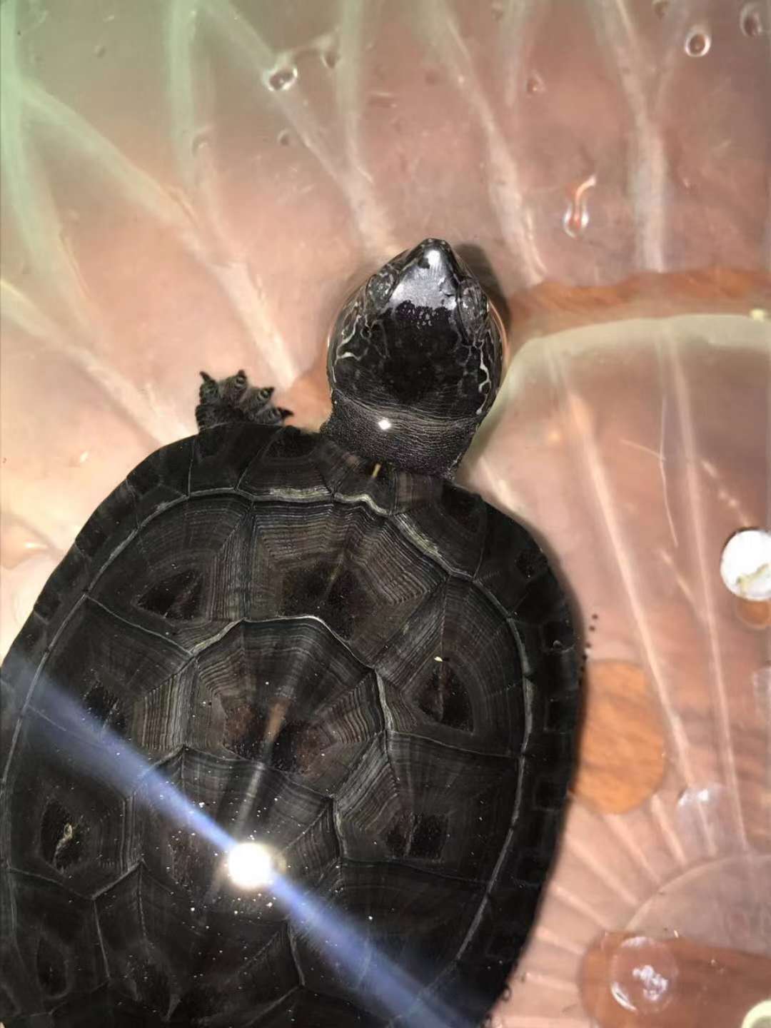 純種海南黑頸公龜 海南黑頸* 海南黑頸