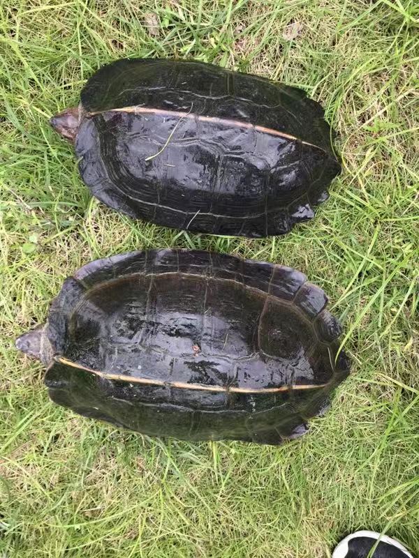 亞洲巨龜種龜 亞洲巨龜 亞洲巨龜養(yǎng)殖