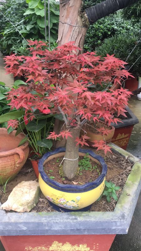 紅楓盆景，江蘇紅楓盆景供貨商，江蘇紅楓盆景批發(fā)價(jià)，江蘇紅楓盆景價(jià)錢