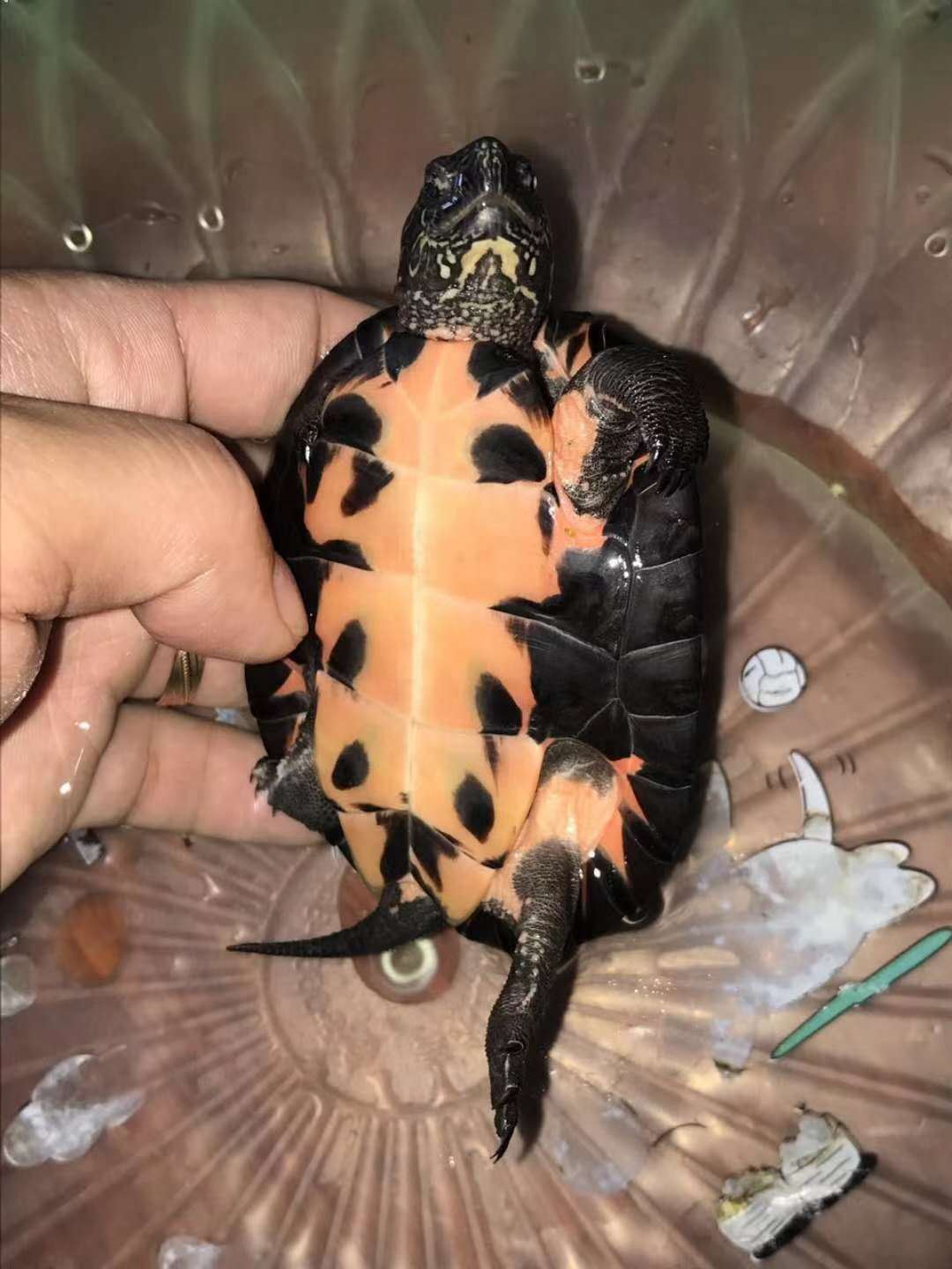 純種海南黑頸公龜 海南黑頸* 海南黑頸