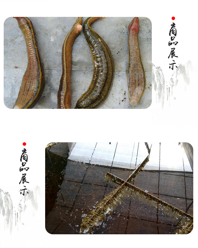 重慶水蛭小苗 重慶水蛭苗 湖北水蛭苗