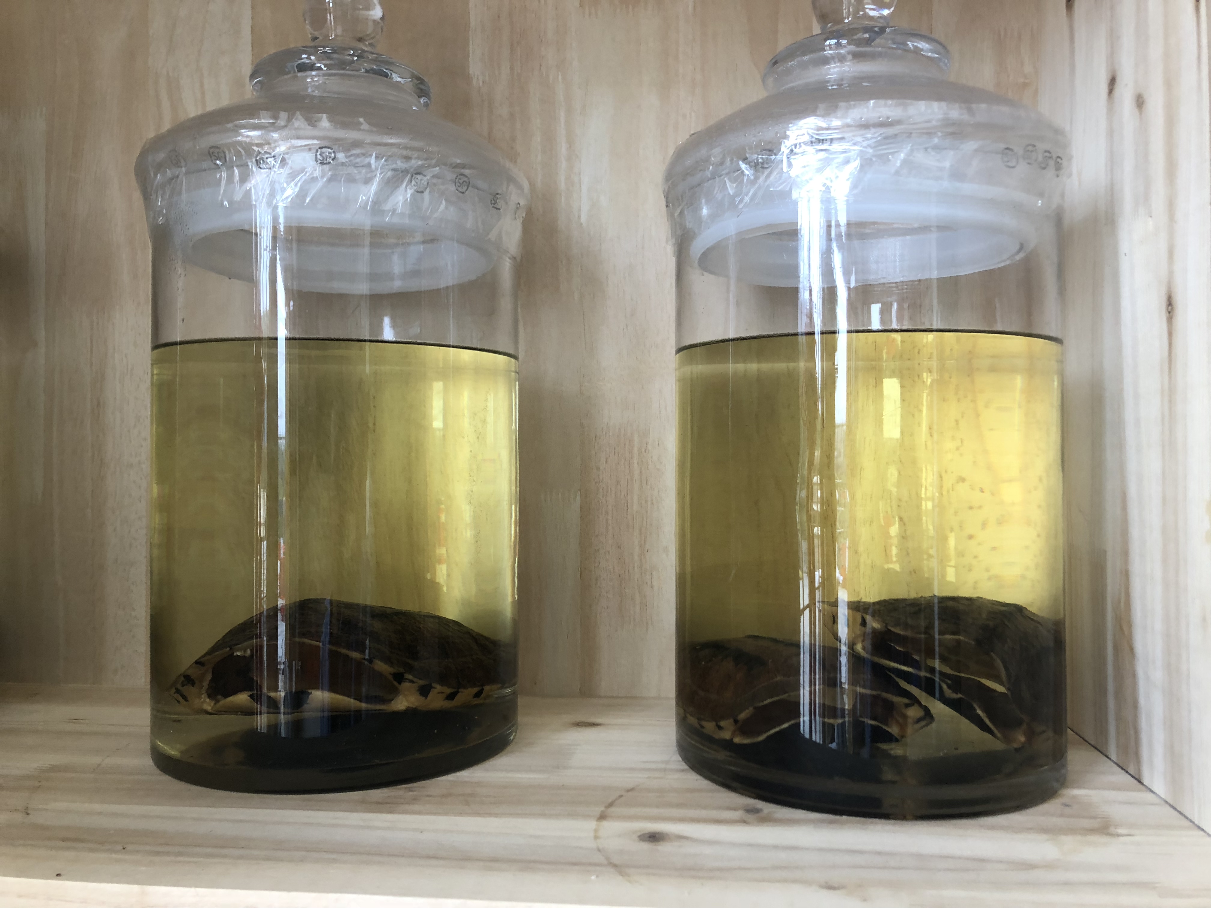 *龜酒 養(yǎng)生金龜酒