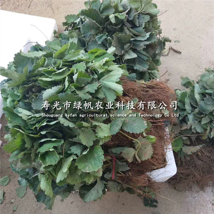 草莓苗 章姬草莓苗 紅顏草莓苗 甜查理法蘭地草莓苗 妙7