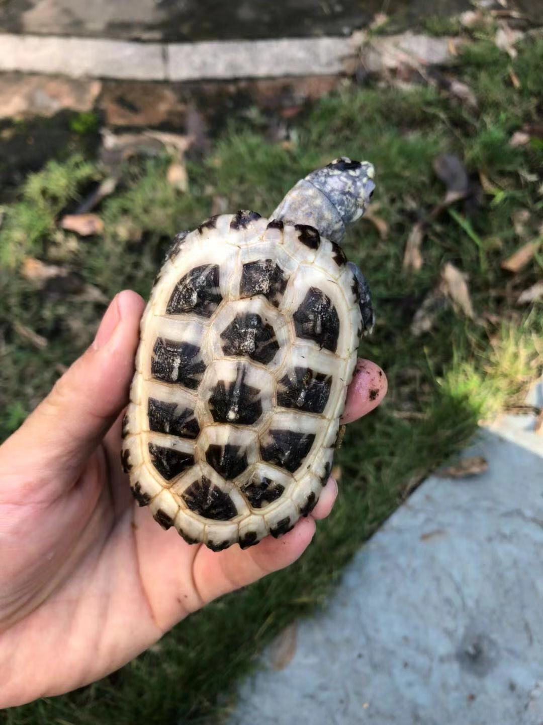 變異斑點池龜，足球龜 白化變異斑點池龜