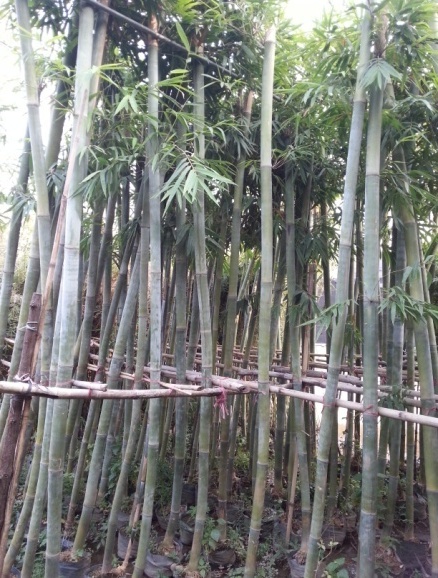 竹苗