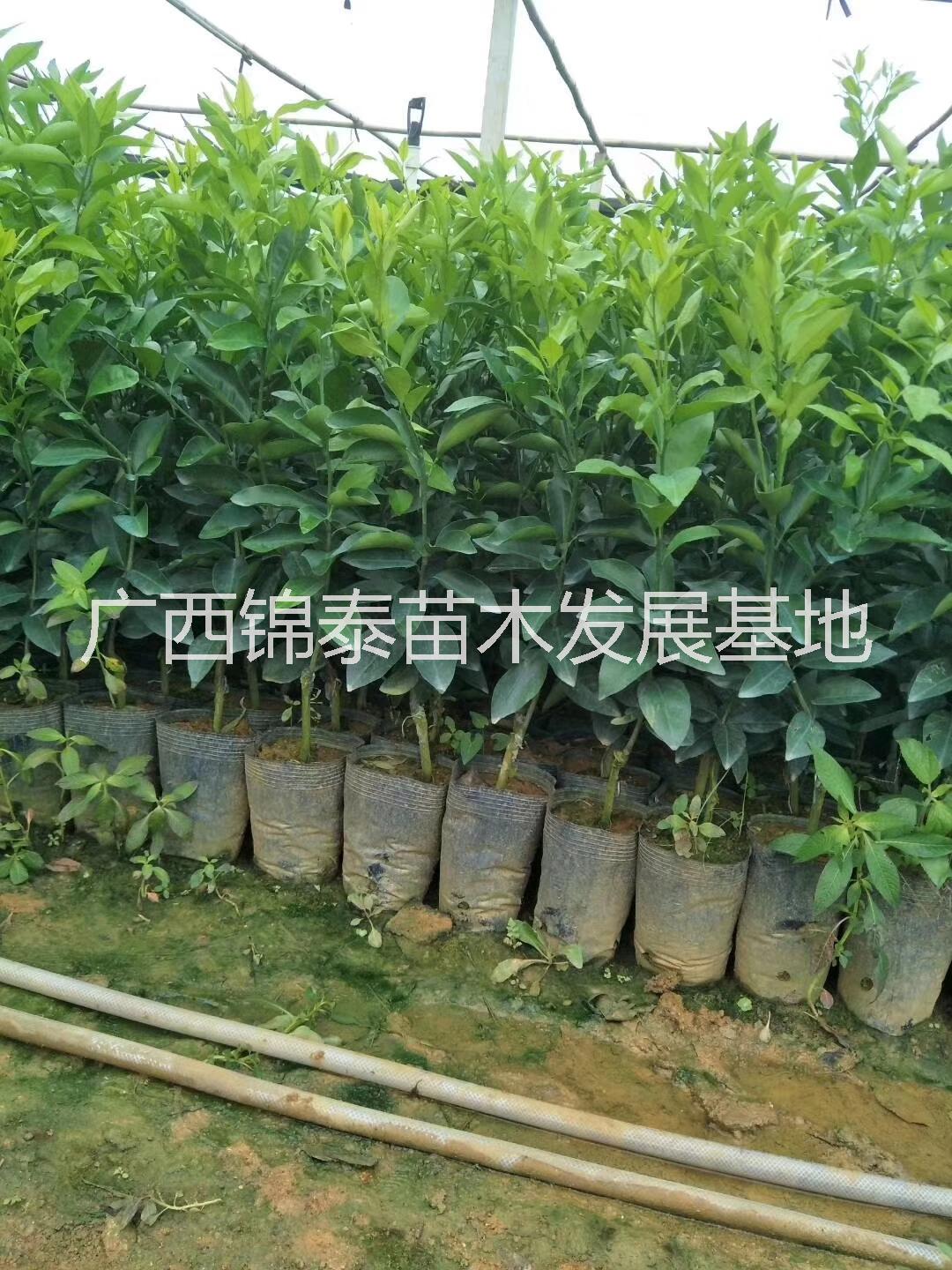 沃柑苗批發(fā)，云南沃柑苗價格，廣西沃柑種苗價格，
